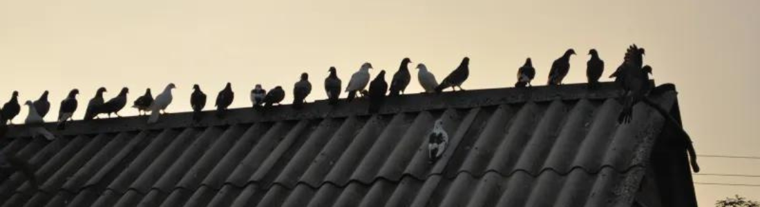 Manejo de Aves: Pombos  24 HORAS